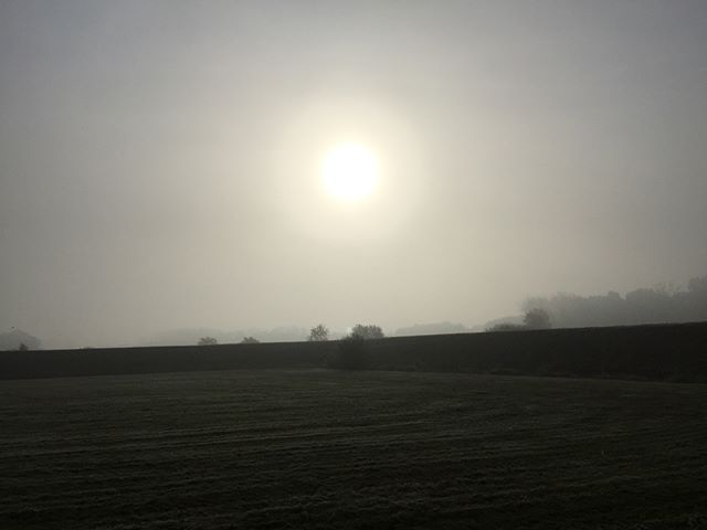 Enjoying a foggy morning during a morning walk #gestelpad #netevallei #gestel